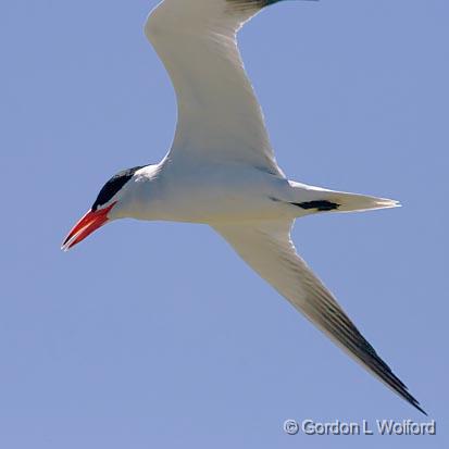 Tern In Flight_43198.jpg - Caspian Tern (Hydroprogne caspia)Photographed along the Gulf coast on Mustang Island in Port Aransas, Texas, USA.